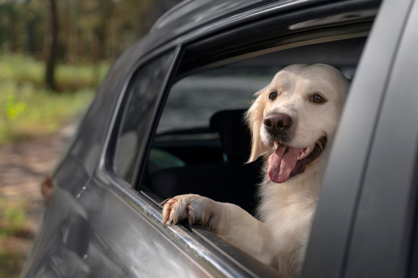 Pet-Friendly Rent Car